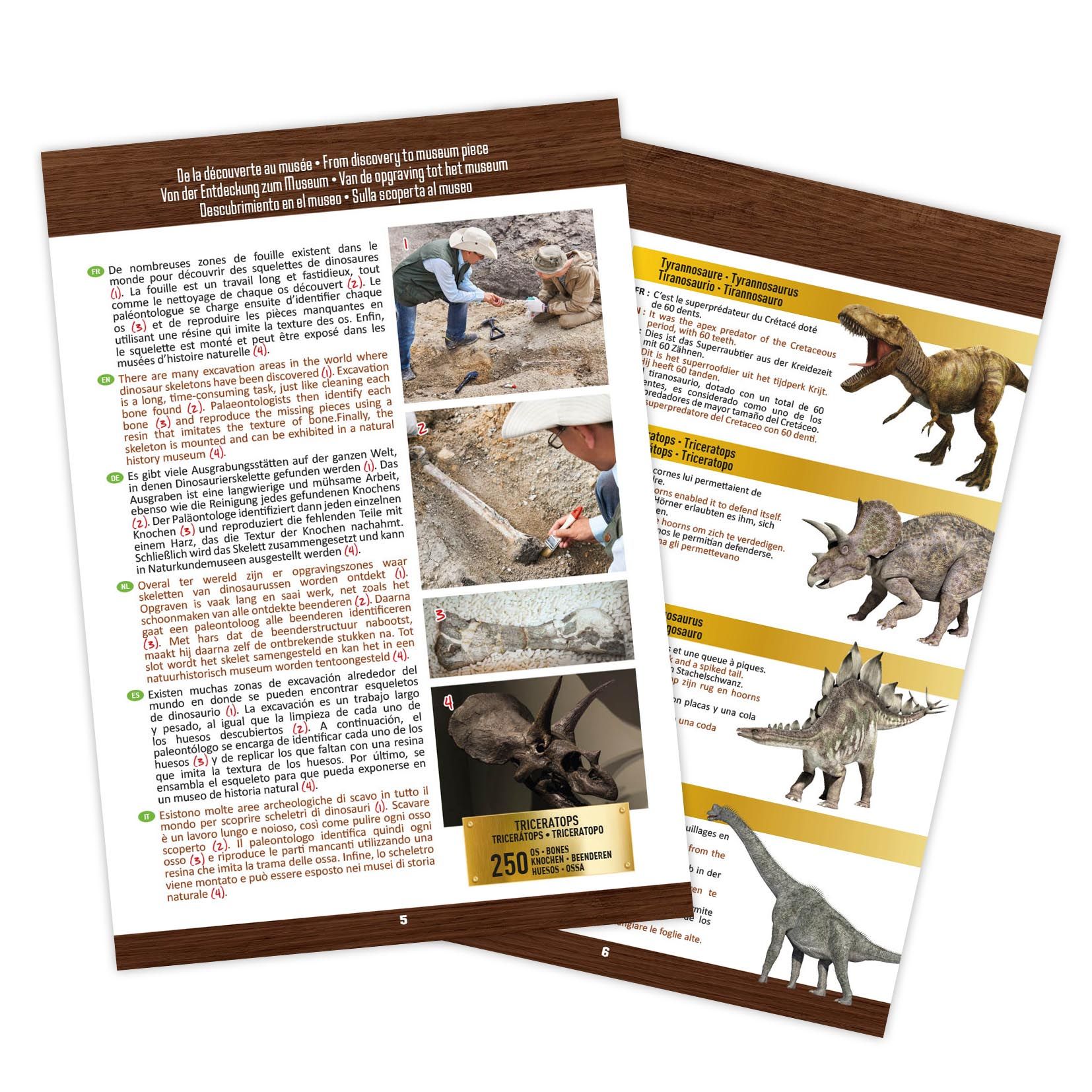 Buki Türannosauruse pealuu 3 Buki Türannosauruse pealuu - Image 3