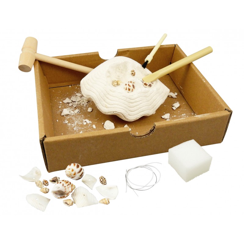 Buki Väljakaevatud merekarbid 3 Buki Väljakaevatud merekarbid - Image 3