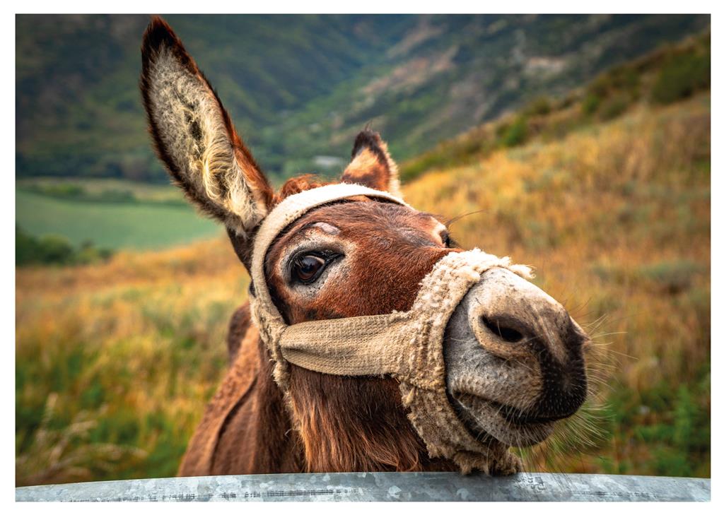 Dino pusle 500 tk Eesel 2 Dino pusle 500 tk Eesel - Image 2