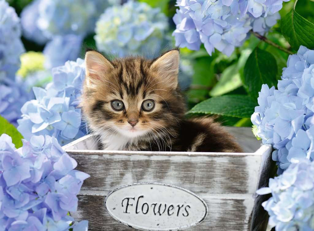 Ravensburger pusle 300 tk Kitty 2 Ravensburger pusle 300 tk Kitty - Image 2