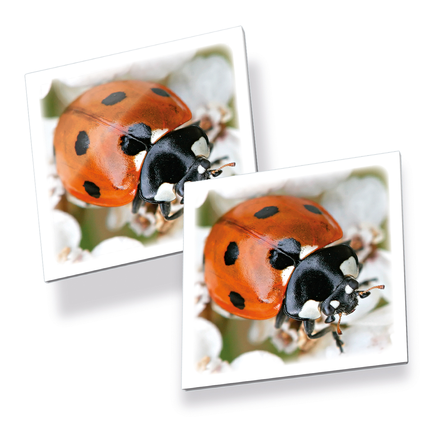 Tactic lauamäng Memo Putukad 2 Tactic lauamäng Memo Putukad - Image 2